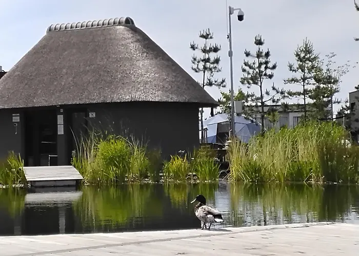 Gold - Mano Jura 3 - Kunigiskiai פלאנגה